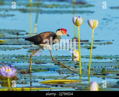 Jacana à crête de peigne (Irediparra gallinacea) marchant sur des coussins de nénuphars dans une zone humide, Marlgu Billabong, Wyndham, Kimberley, Australie occidentale, WA, Australie Banque D'Images