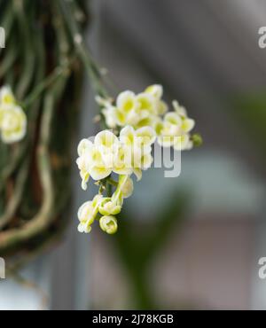 Orchid Chiloschista viridiflava Alba. Mini orchidée blanc jaune vert. Petites espèces naines. Orchidées en gros plan. Variété rare. Fleur miniature. Branche avec bourgeons. Orchidée en fleurs. Banque D'Images