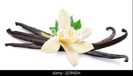 Fleur de vanille tendre et gousses de vanille sèches isolées sur fond blanc. Banque D'Images