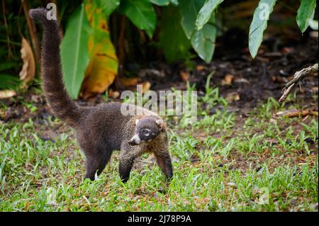 Coati à nez blanc, Nasua narica, Maquenque Eco Lodge, Costa Rica, Amérique centrale Banque D'Images