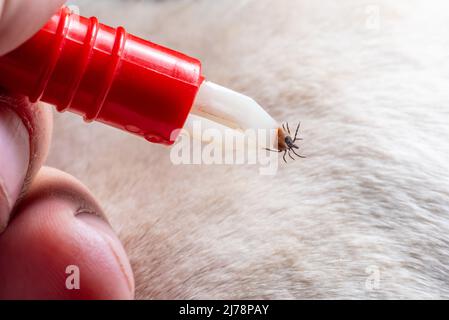 Suppression d'une coche d'un chien. Une coche dans les pinces d'élimination de parasites en gros plan. Danger pour les animaux. Banque D'Images