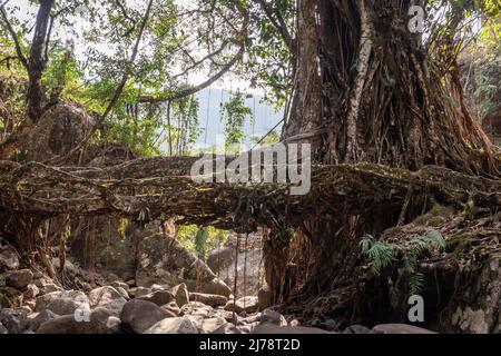 pont isolé de racine d'arbre naturel formé un seul decker à la journée à partir de l'angle plat Banque D'Images