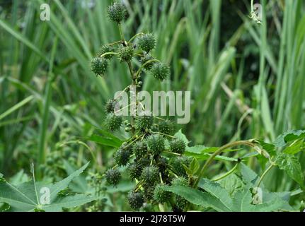 Un grand groupe de capsules de graines matures élevé de la plante on Ricinus communis dans la nature Banque D'Images