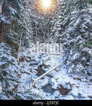 Cours d'eau d'hiver gelé dans une forêt d'épicéa, à proximité des Carpates ukrainiens, près du mont Petros. Banque D'Images