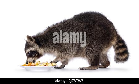 Adorable raton laveur alias Procyon lotor, debout sur le côté. Manger des fruits d'une assiette. En regardant loin de l'appareil photo. Isolé sur un fond blanc. Banque D'Images