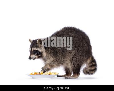 Adorable raton laveur alias Procyon lotor, debout sur le côté. Manger des fruits d'une assiette. Regarder devant et loin de l'appareil photo. Isolé sur un fond blanc. Banque D'Images