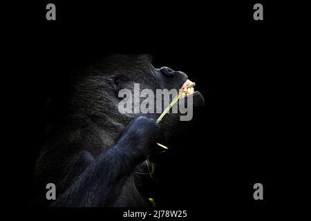 Portrait d'un gorille des basses terres de l'ouest (GGG) gros plan. Silverback - mâle adulte d'un gorille dans un habitat indigène. Jungle de la République centrafricaine Banque D'Images