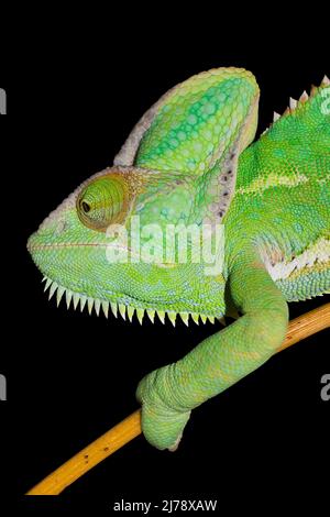 Caméléon isolé sur fond noir. Yémen Chameleon escalade sur bambou. Banque D'Images