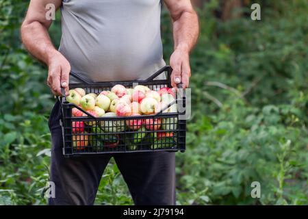 Un agriculteur a récolté la récolte dans le jardin. Un bonhomme d'été tient une boîte en plastique avec des pommes, des concombres et des courgettes sur le fond vert des plantes. Banque D'Images