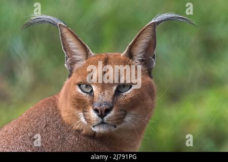 Caracal, lynx africain, dans une végétation d'herbe verte. Beau chat sauvage dans l'habitat de la nature, Botswana, Afrique du Sud. Animal face à face marchant sur du gravier Banque D'Images