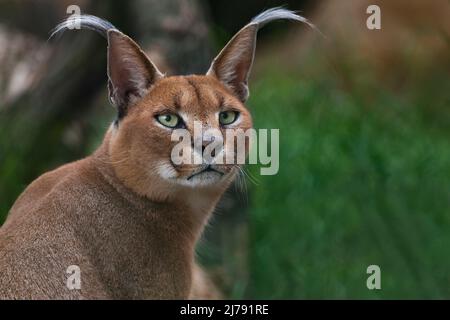 Caracal, lynx africain, dans une végétation d'herbe verte. Beau chat sauvage dans l'habitat de la nature, Botswana, Afrique du Sud. Animal face à face marchant sur du gravier Banque D'Images