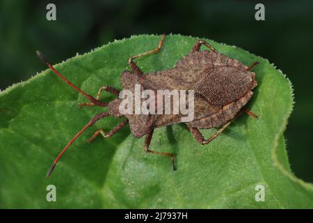 Bug Coreus marginatus Dock Banque D'Images