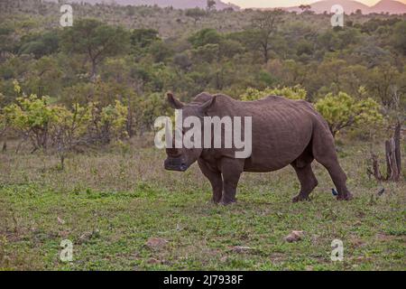 Un grand taureau de rhinocéros blanc (Ceratotherium simum) dans le parc national Kruger. Afrique du Sud Banque D'Images