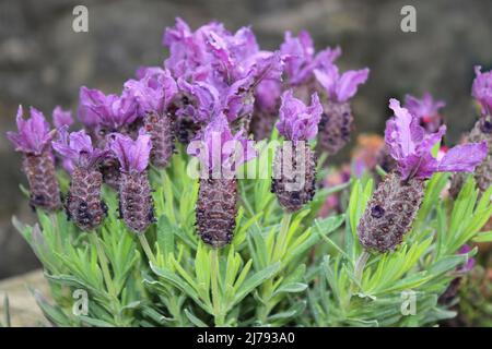 Lavande française - Lavandula stoechhas Banque D'Images