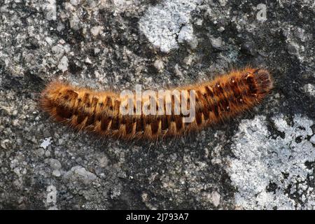 Chêne Eggar (Lasiocampa quercus) - larves de cinquième stade Banque D'Images