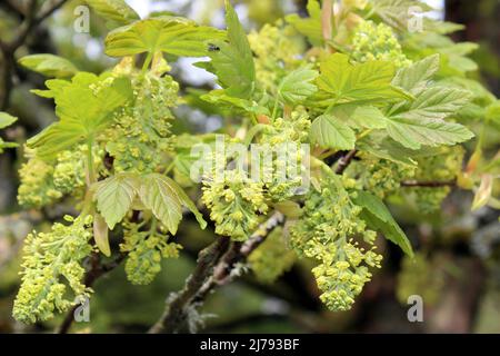 Sycamore Acer pseudoplatanus - fleurs Banque D'Images