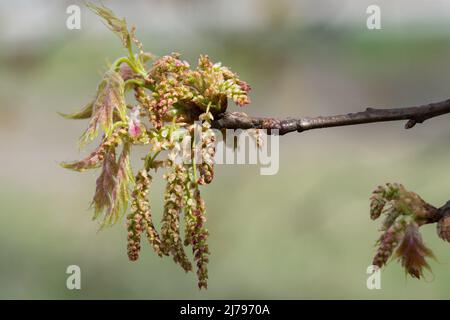 Quercus rubra, fleurs de chêne rouge du nord sur le rameau de gros plan sélectif foyer Banque D'Images