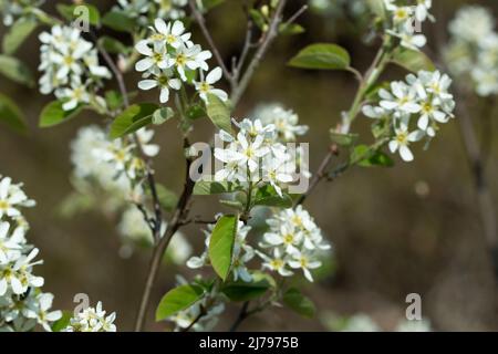 Amelanchier lamarckii, la juneberry, serviceberry fleurs blanches sur la branche de proximité foyer sélectif Banque D'Images
