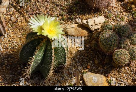 Gros plan d'une plante succulente de coryphantha avec de belles fleurs jaunes sur son sommet Banque D'Images