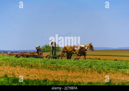 Ronks, PA, USA - 30 avril 2022 : un agriculteur Amish utilise une équipe de chevaux pour tirer une grande machine de récolte dans la campagne du comté de Lancaster, en Pennsylvanie. Banque D'Images