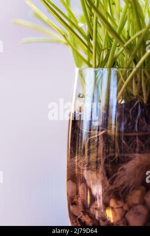 Un tas de racines et de tiges de cresson (Naturtium officinale) du magasin est ré-germé dans un verre, avec des roches au fond, dans un rebord de fenêtre. Banque D'Images