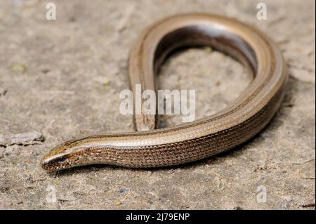 Rare animal, luisante sans éclat inoffensif lézard ver lent sur le sol Banque D'Images