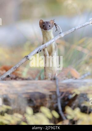 Weasel à queue courte (Mustela erminea). Parc national de Yellowstone, Wyoming, États-Unis. Banque D'Images