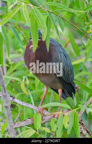 Heron vert (Butorides virescens). Parc national des Everglades, Floride. Banque D'Images