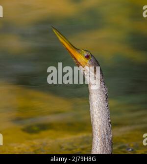 Cormoran à aigrettes (Phalacrocorax auritus). Le Parc National des Everglades, en Floride. Banque D'Images