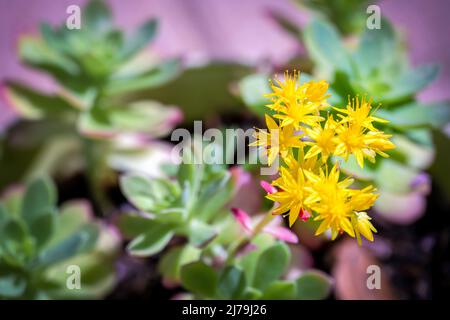 Fleurs jaune vif de Sedum palmeri S.Watson ou de Palmer's Stonecrop Banque D'Images