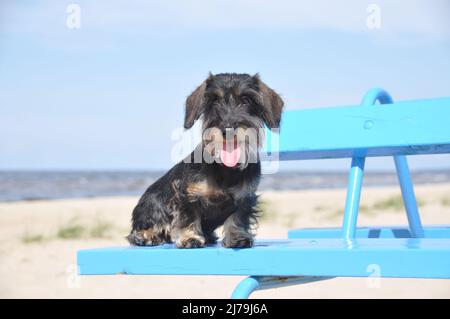 Chien de Dachshund assis sur un banc sur fond de mer Banque D'Images