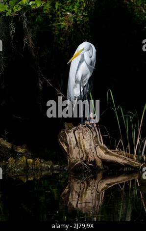 Grand Egret (Ardea alba). Réserve nationale Big Cypress, Floride. Banque D'Images