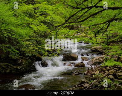 Cascades dans la partie médiane de la rivière Little Pigeon dans les Great Smoky Mountains, TN, États-Unis au début du printemps Banque D'Images