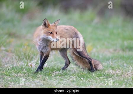 Le renard roux (Vulpes vulpes). L'Acadia National Park, Maine, USA. Banque D'Images