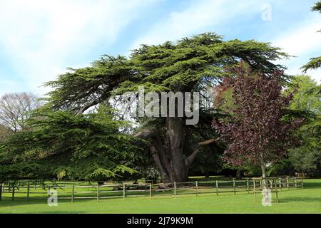 Cèdre du Liban à Kearsney Abbey Gardens, Kearsney, Douvres, Kent, Angleterre, Royaume-Uni Banque D'Images