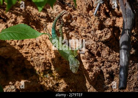 Lézard épineux vert ou SWIFT émeraude (Sceloporus malachiticus), San Gerardo de Dota, Costa Rica, Amérique centrale Banque D'Images