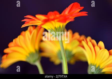 Dessous de « Jaguar » Gerbera Daisies présentant des pétales jaunes sur fond violet. Banque D'Images