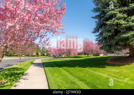 Vue printanière sur les cerisiers en fleurs bordant une rue traversant la subdivision de quartier de la communauté de maisons à coeur d'Alene, Idaho, États-Unis. Banque D'Images