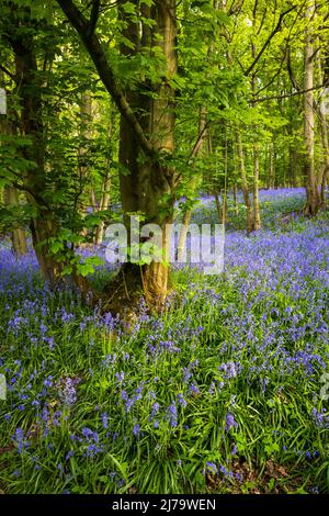 Spring Bluebells à Oxhill Wood, Cotswolds, Angleterre Banque D'Images