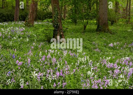 Une variété de cloches dans une forêt, y compris des cloches blanches, des cloches roses et la cloche bleue classique Banque D'Images