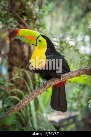 Keel-bec Toucan en Colombie. Banque D'Images