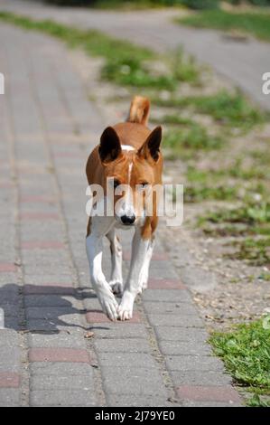 Chien Basenji rouge courant le long de la route dans la cour Banque D'Images