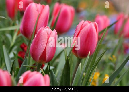 Tulipes roses dans le jardin de Claude Monet. Giverny, France Banque D'Images