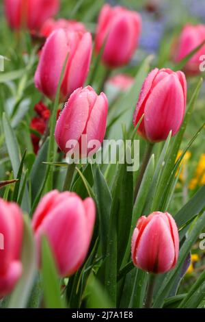 Tulipes roses dans le jardin de Claude Monet. Giverny, France Banque D'Images