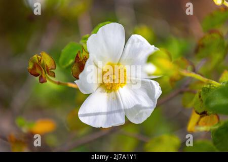 Le Cistus salviifolius, nom courant rosé à feuilles de sauge, le salvia cistus ou la rose de Gallipoli, est un arbuste de la famille des Cistaceae. Banque D'Images