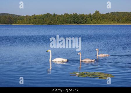 Un cygne whooper adulte (Cygnus cygnus) (également connu sous le nom de cygne commun) et deux jeunes cygnes sur un lac en Finlande en été. Banque D'Images