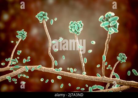 Champignon de moisissure d'Acremonium, illustration Banque D'Images