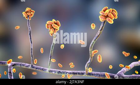 Champignon de moisissure d'Acremonium, illustration Banque D'Images