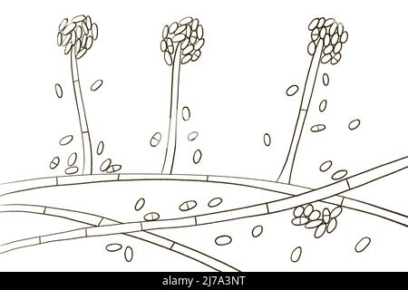 Champignon de moisissure d'Acremonium, illustration Banque D'Images