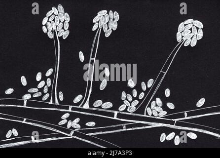 Champignon de moisissure d'Acremonium, illustration Banque D'Images